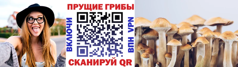 KRAKEN онион  Новый Уренгой  Галлюциногенные грибы Psilocybine cubensis 
